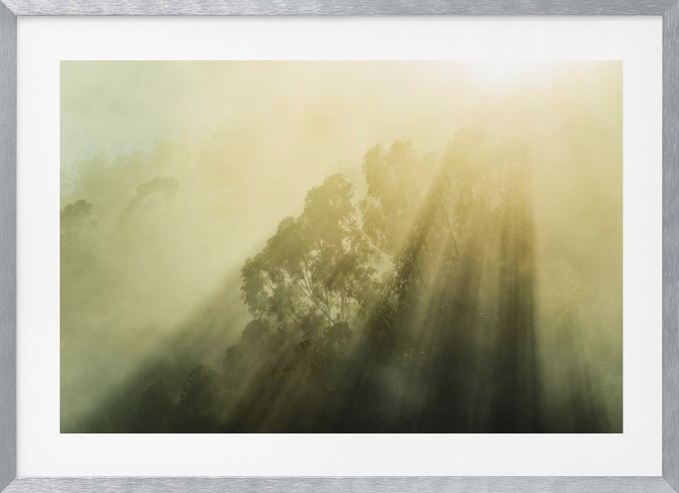 Foggy Woods III Landscape Framed Art