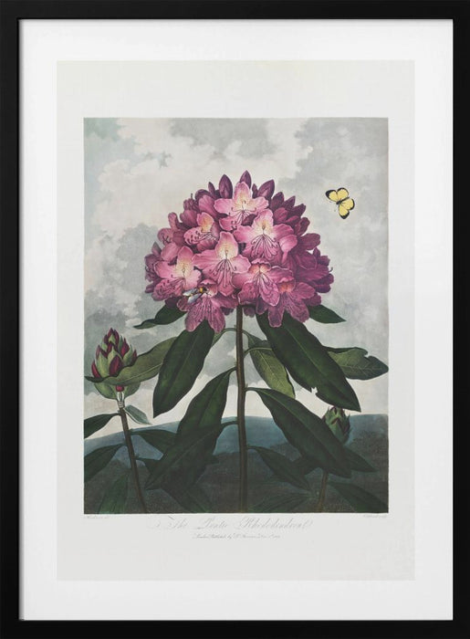 The Pontic Rhododendron from The Temple of Flora (1807) Framed Art Modern Wall Decor