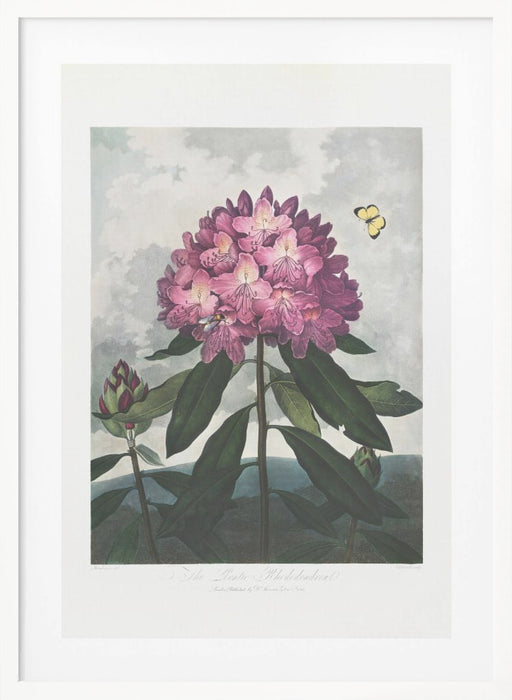 The Pontic Rhododendron from The Temple of Flora (1807) Framed Art Modern Wall Decor