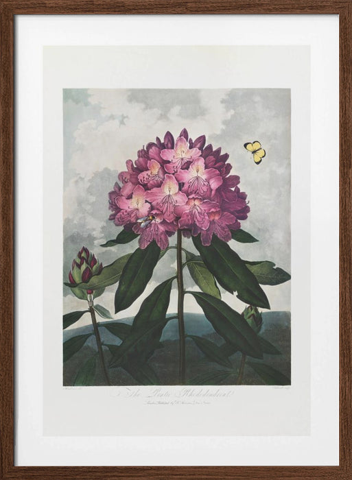 The Pontic Rhododendron from The Temple of Flora (1807) Framed Art Modern Wall Decor