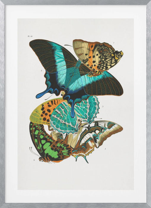 Butterflies 5 Framed Art Modern Wall Decor