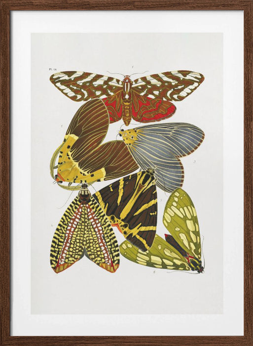 Butterflies 6 Framed Art Wall Decor