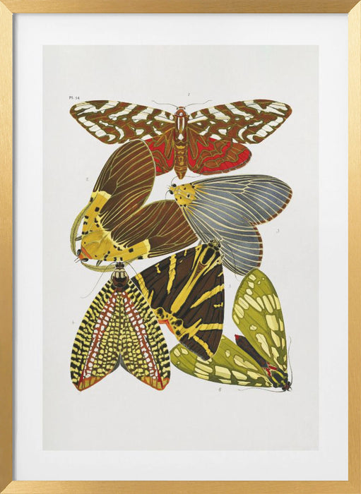 Butterflies 6 Framed Art Wall Decor