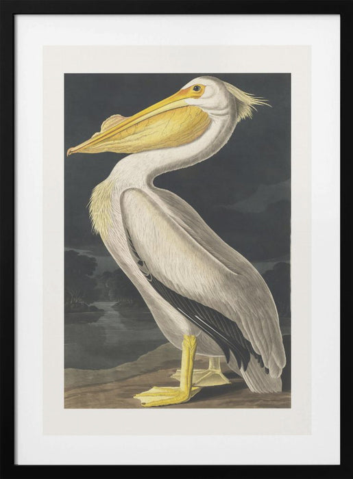 American White Pelican From Birds of America (1827) Framed Art Modern Wall Decor