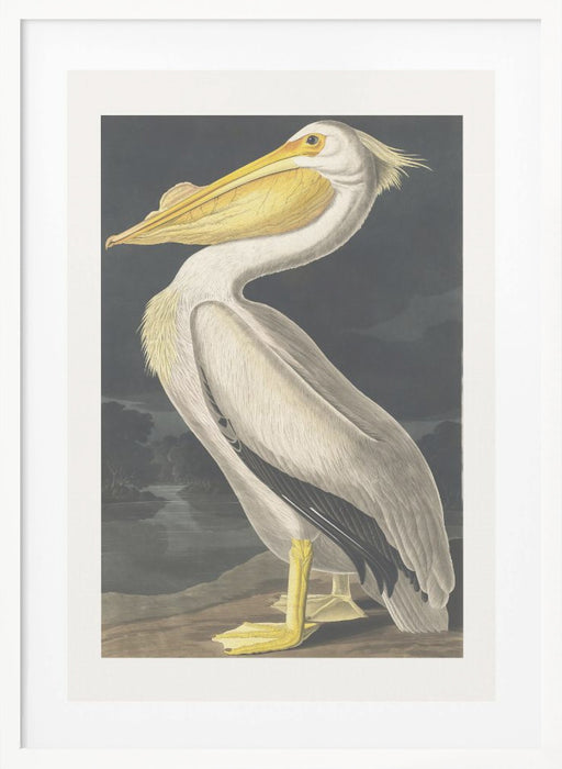 American White Pelican From Birds of America (1827) Framed Art Modern Wall Decor