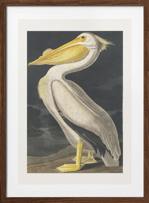 American White Pelican From Birds of America (1827) Framed Art Modern Wall Decor