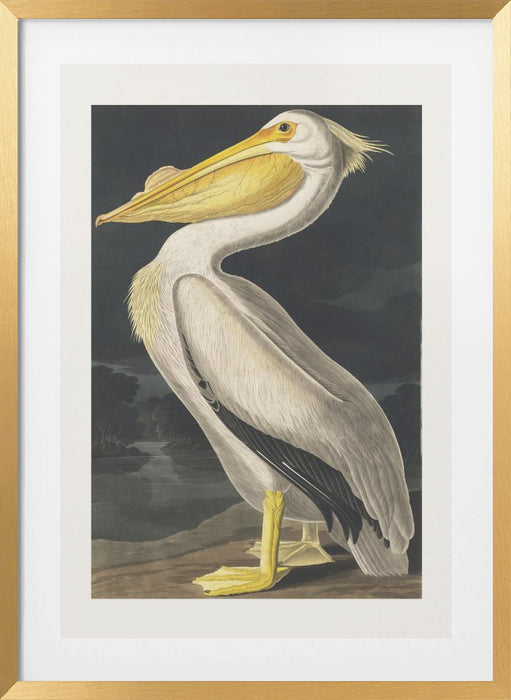 American White Pelican From Birds of America (1827) Framed Art Modern Wall Decor