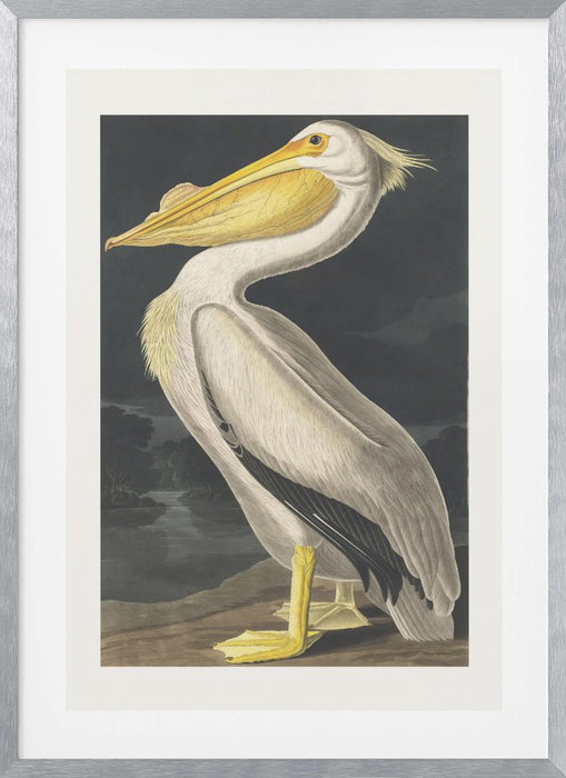 American White Pelican From Birds of America (1827) Framed Art Modern Wall Decor