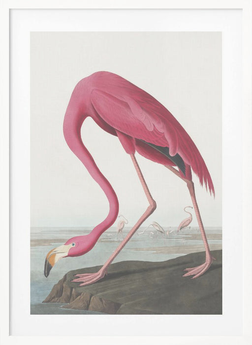 Pink Flamingo Ii From Birds of America (1827) Framed Art Modern Wall Decor