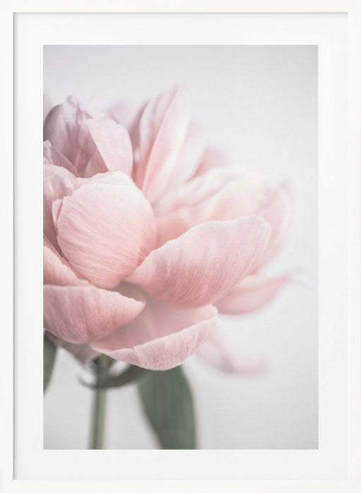 Peony 3 Framed Art Modern Wall Decor