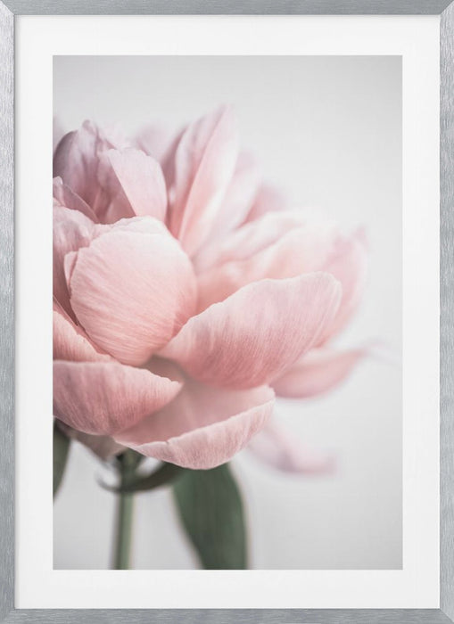 Peony 3 Framed Art Modern Wall Decor