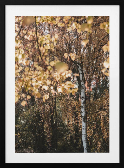 Autumn Birch Tree Framed Art Wall Decor