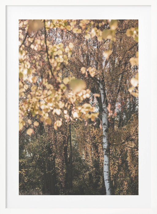 Autumn Birch Tree Framed Art Wall Decor