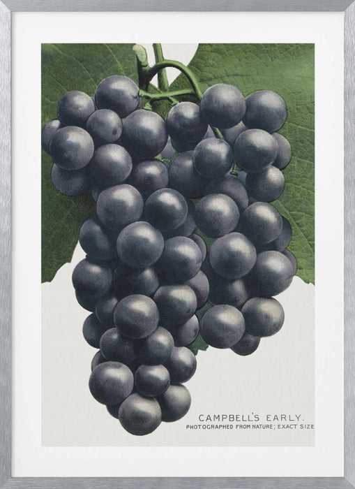 Campbell's Early Grape Lithograph Framed Art Modern Wall Decor