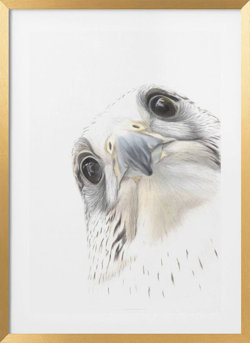 Falcon Framed Art Wall Decor