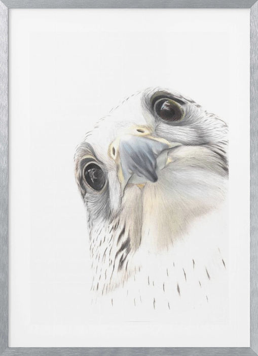 Falcon Framed Art Wall Decor