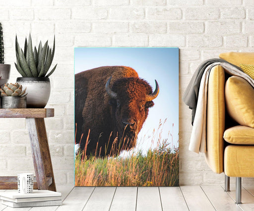 Bison s Wall ArtDecor Canvas - Modern Memory Design Picture frames - New Jersey Frame shop custom framing