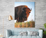 Bison s Wall ArtDecor Canvas - Modern Memory Design Picture frames - New Jersey Frame shop custom framing