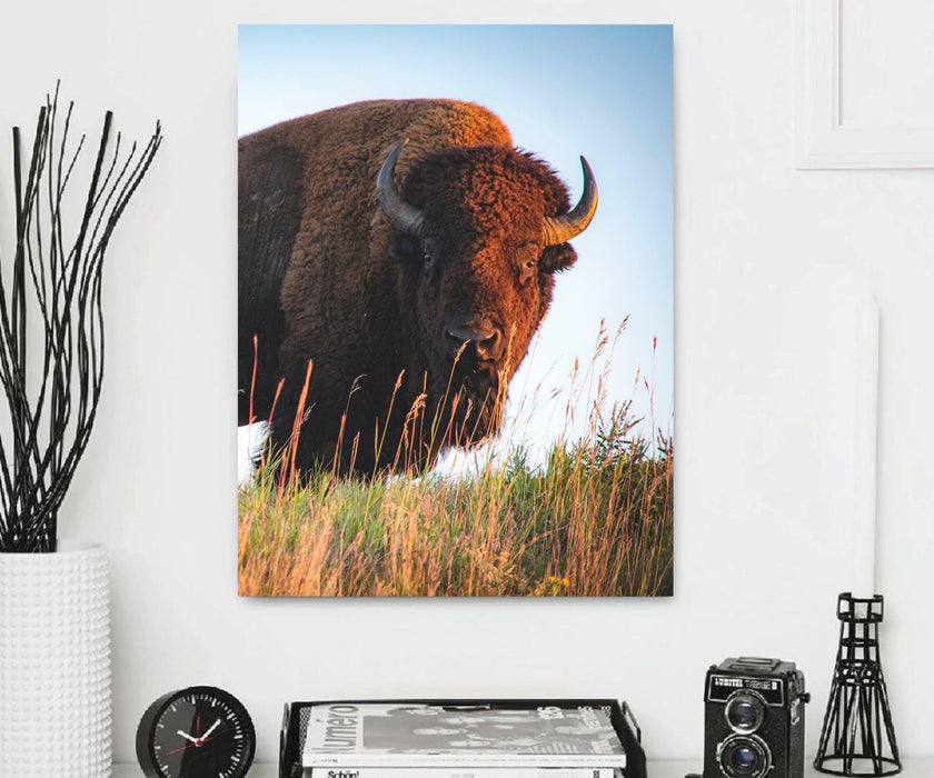 Bison s Wall ArtDecor Canvas - Modern Memory Design Picture frames - New Jersey Frame shop custom framing