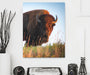 Bison s Wall ArtDecor Canvas - Modern Memory Design Picture frames - New Jersey Frame shop custom framing