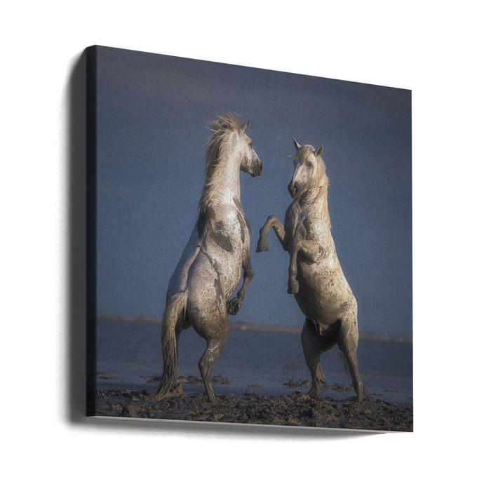 Confrontation Square Canvas Art