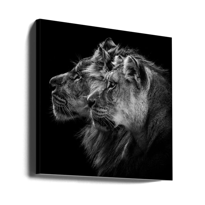 Lion and  lioness portrait Square Canvas Art