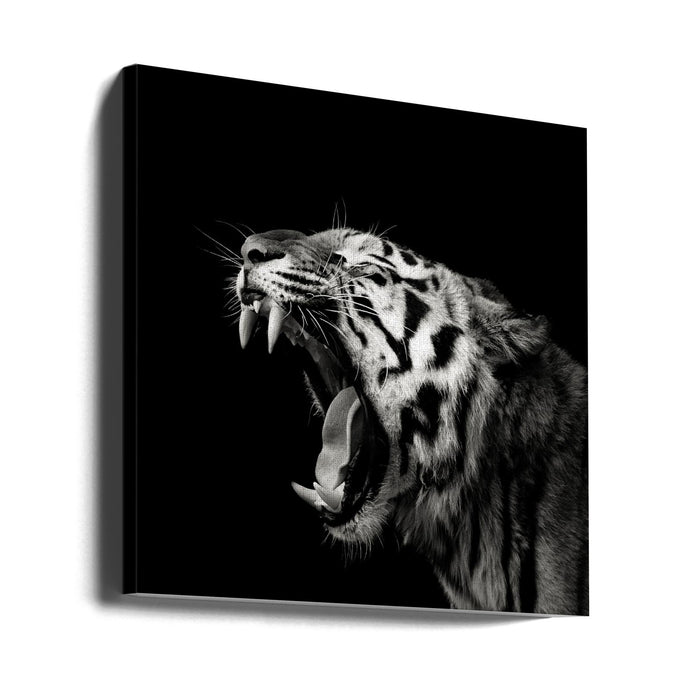 Primal Yawn #4 Square Canvas Art Print