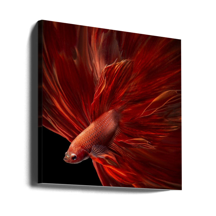 Red Fire Bettafish Square Canvas Art Print