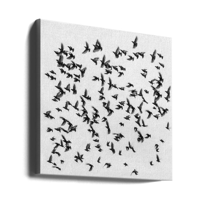 Birds Square Canvas Art