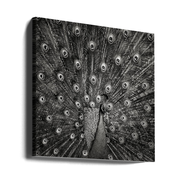 Peacock #6 Square Canvas Art