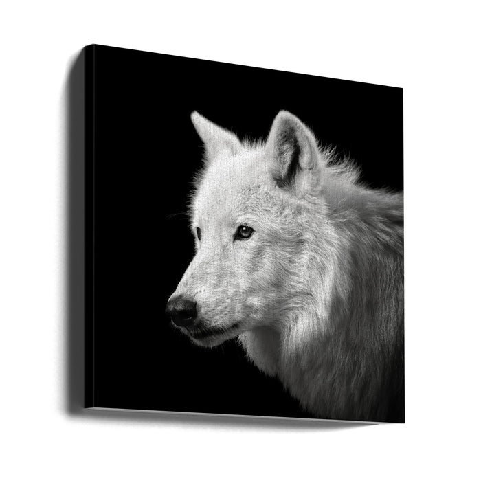 White Wolf #2 Square Canvas Art Print