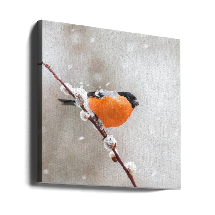 Bullfinch in a snowstorm. Square Canvas Art