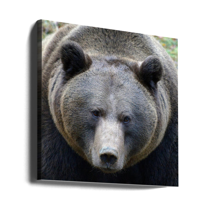 The Bear's look Square Canvas Art Print