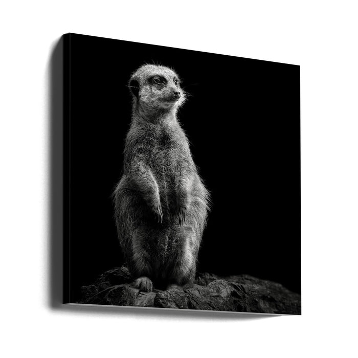 Meerkat Square Canvas Art Print