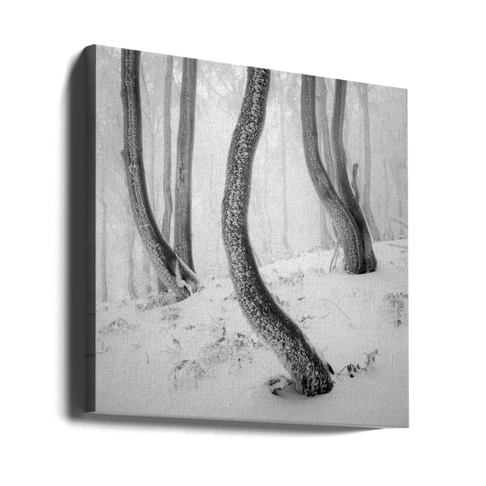 Frozen Forest Square Canvas Art Print