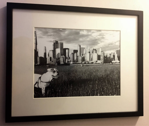 New york city English bulldog Wall art poster print frame artwork