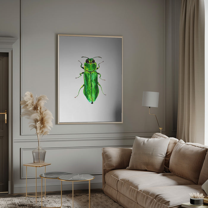 Jewel beetle or Agrilus angustulus Framed Art Modern Wall Decor