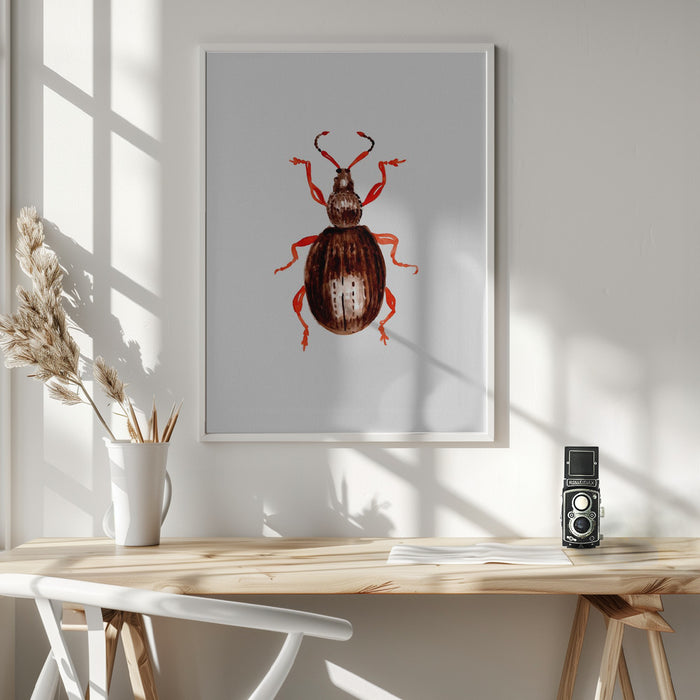 Strawberry root weevil  or Otiorhynchus ovatus Framed Art Modern Wall Decor