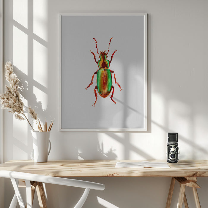 Carabidae ground beetle or Harpalus distinguendus Framed Art Modern Wall Decor