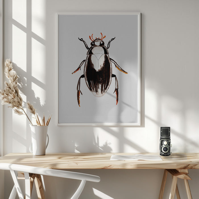 Water scavenger beetle or Hydrophilus aterrimus Framed Art Modern Wall Decor