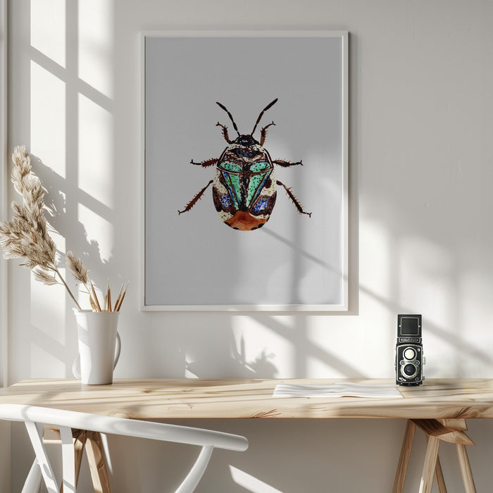 Pied shield bug or Tritomegas bicolor Framed Art Modern Wall Decor