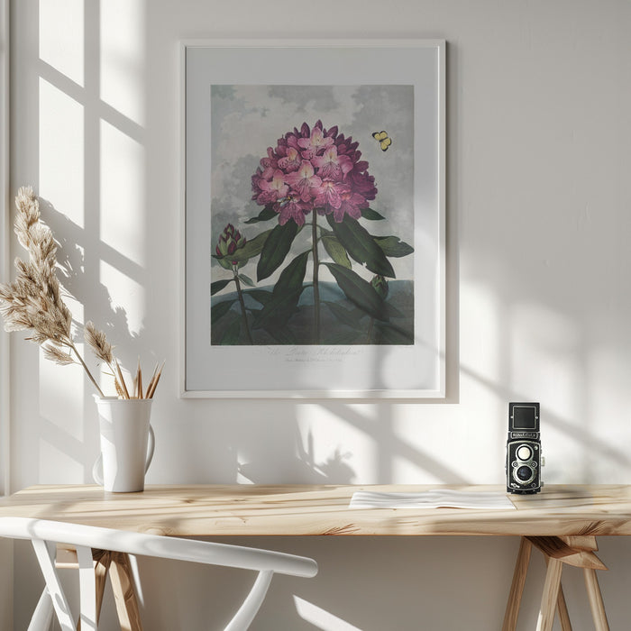 The Pontic Rhododendron from The Temple of Flora (1807) Framed Art Modern Wall Decor