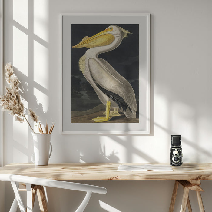 American White Pelican From Birds of America (1827) Framed Art Modern Wall Decor