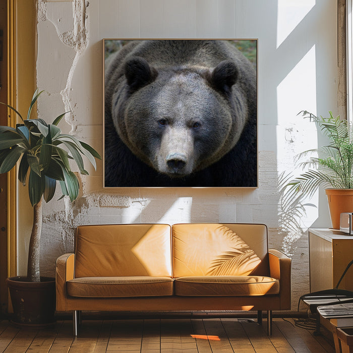 The Bear's look Square Canvas Art Print