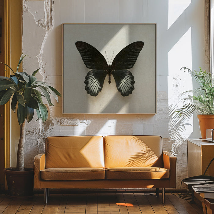 Black Mormon Butterfly Square Square Canvas Art Print