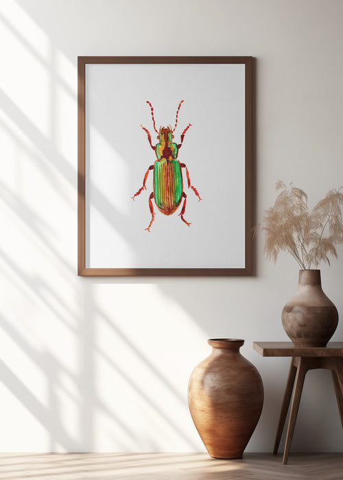 Carabidae ground beetle or Harpalus distinguendus Framed Art Modern Wall Decor