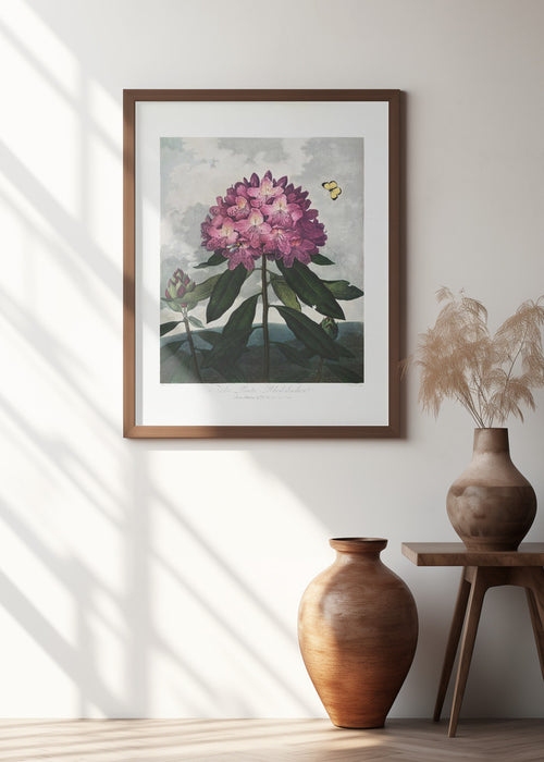 The Pontic Rhododendron from The Temple of Flora (1807) Framed Art Modern Wall Decor