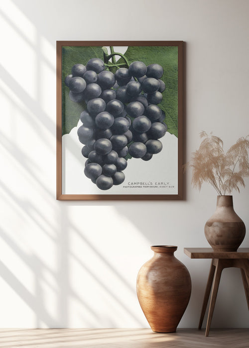 Campbell's Early Grape Lithograph Framed Art Modern Wall Decor