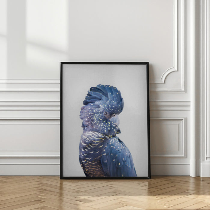 Black Cockatoo Framed Art Modern Wall Decor