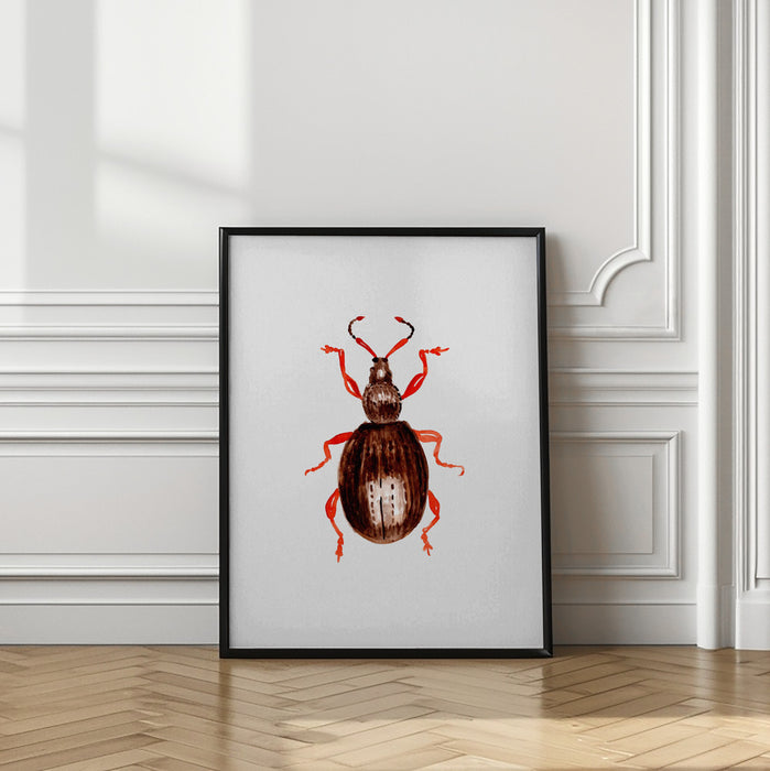 Strawberry root weevil  or Otiorhynchus ovatus Framed Art Modern Wall Decor